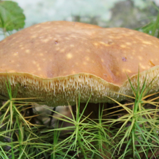 photo of a bolete emerging from a bed of moss in New York
