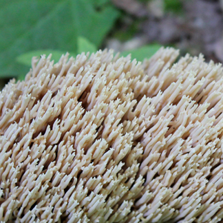 photo of straight branching coral growing from a rotten log on the forest floor in Vermont