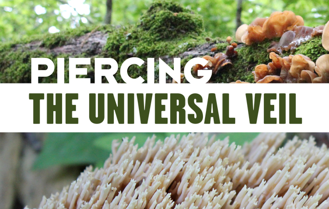 a magazine spread about mushrooms
