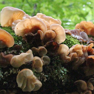 photo of immature tree ears growing on a fallen log in the forest in Arkansas